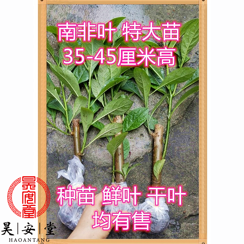 斑鸠菊叶树75元6棵35-45南非叶