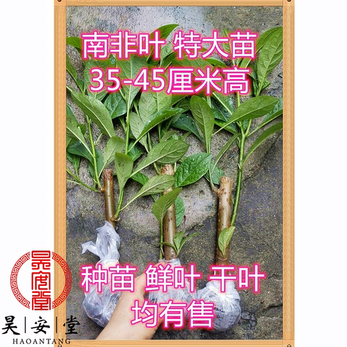 昊安堂南非叶斑鸠菊非洲叶将军叶树 干叶茶调理三血糖压高 祛酸 - 封面