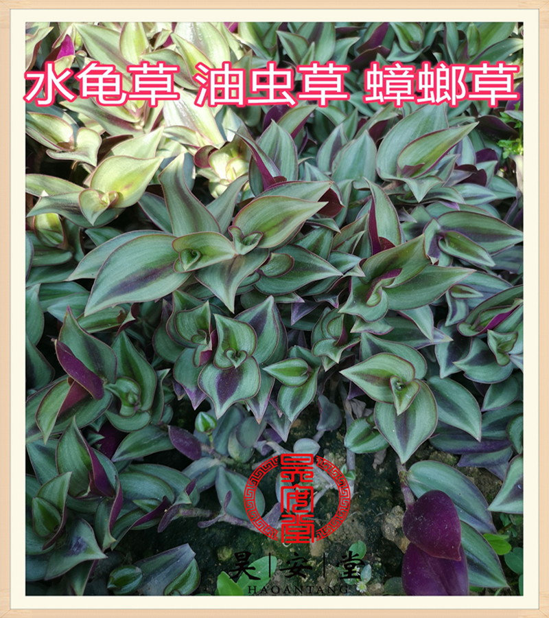 昊安堂水龟草鲜叶500克 吊竹兰梅鸭跖草油虫草肾草水竹草蟑螂草