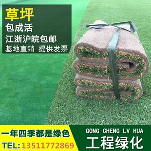 带泥土真草皮草坪 马尼拉四季青 果岭草种子庭院绿化草坪带土草皮