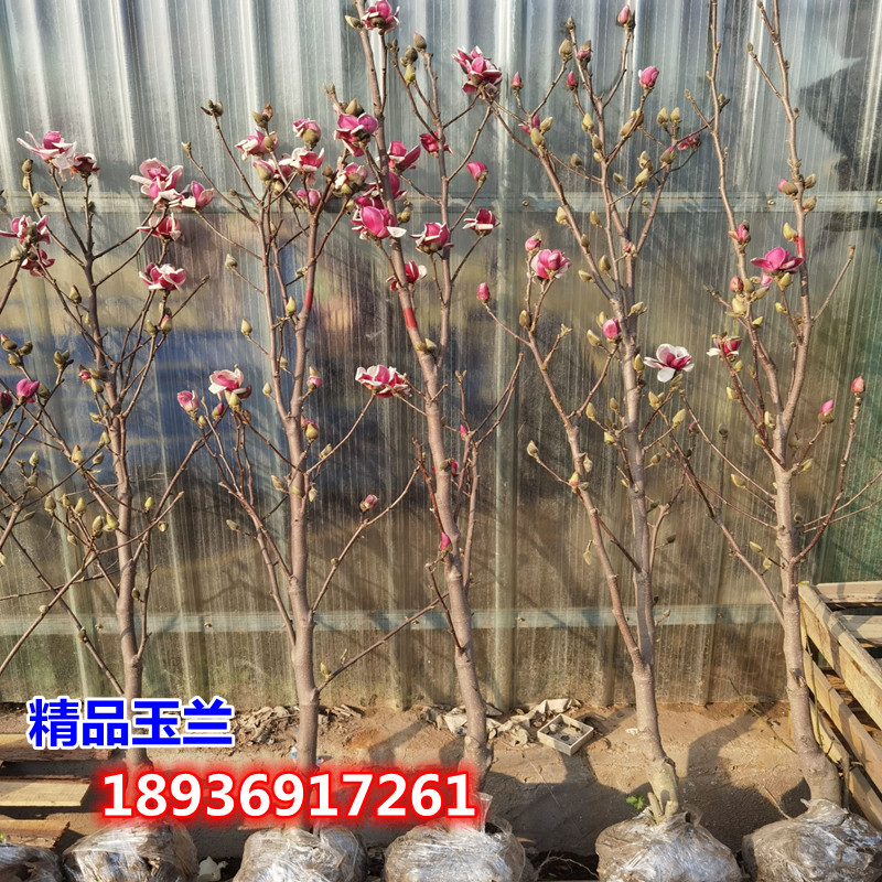 玉兰树苗黄玉兰白玉兰紫玉兰二乔