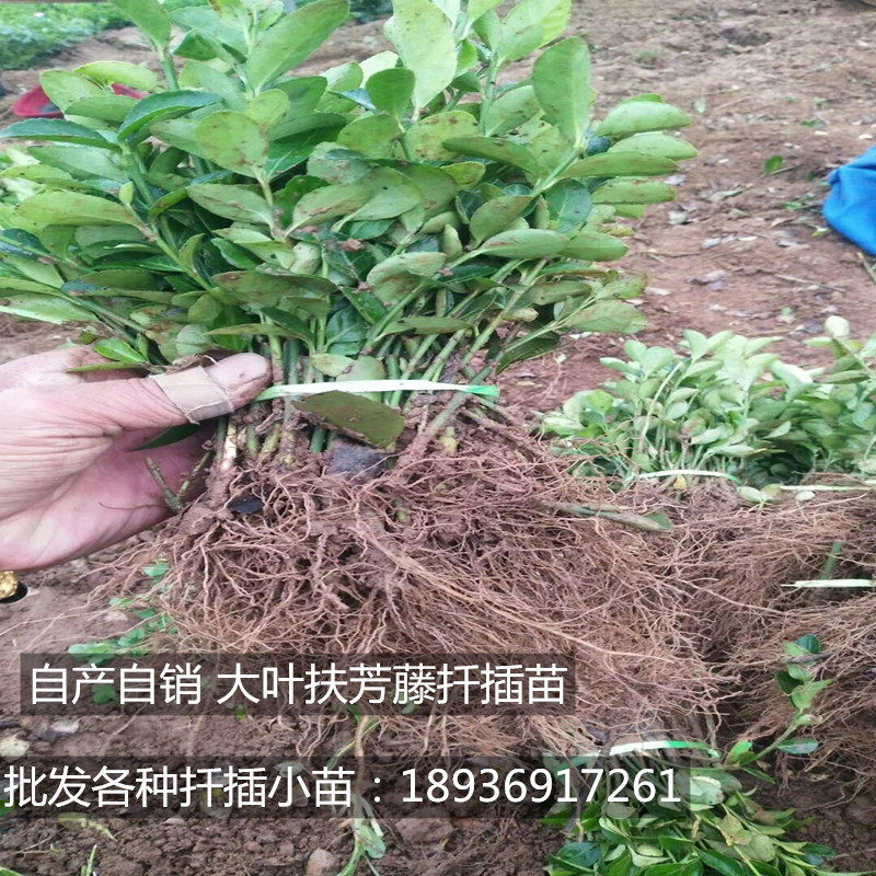大叶扶芳藤小苗 冬青小苗 卫矛小苗 迎春 爬山虎小苗 连翘小苗 等