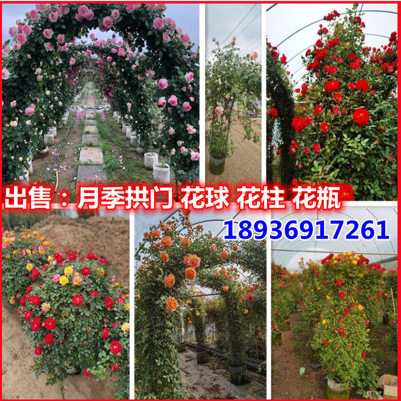 爬藤月季 藤本月季拱门  爱心 月季花球 月季花瓶 造型月季