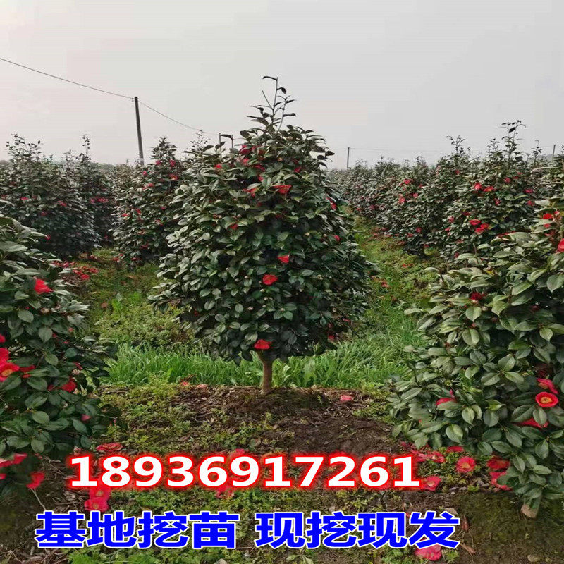大茶花树苗 山茶花苗 茶花苗 耐冬 庭院植物 盆栽花卉