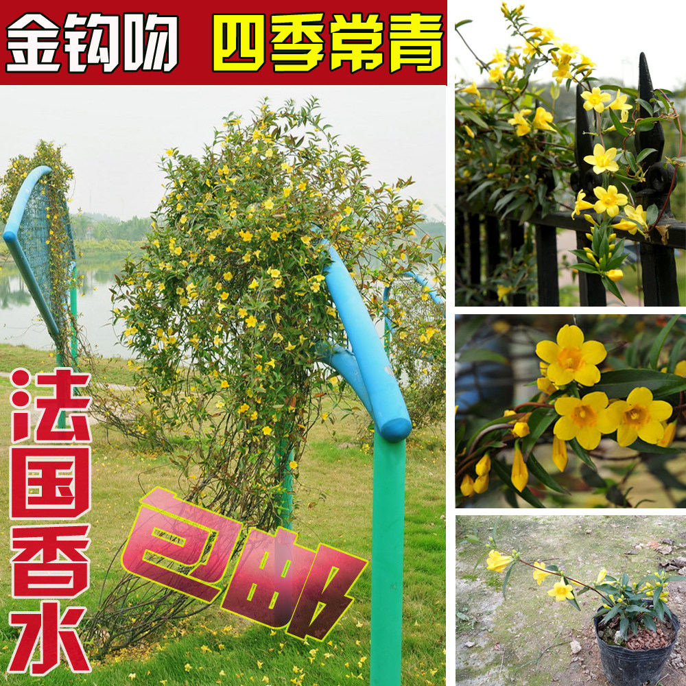 阳台庭院常绿藤本花法国香水花苗卡罗莱纳茉莉盆栽黄花茉莉金钩吻