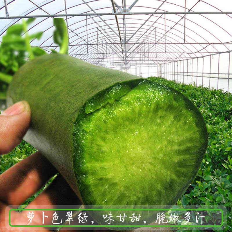 蔬菜水果天津秋季山东潍坊青萝卜