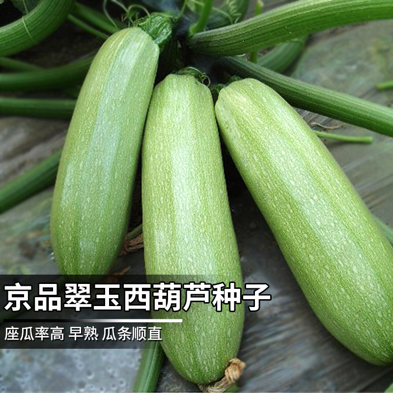 京品翠玉西葫芦种子苗高产小瓜四季盆栽西胡芦种籽蔬菜春季蔬莱孑