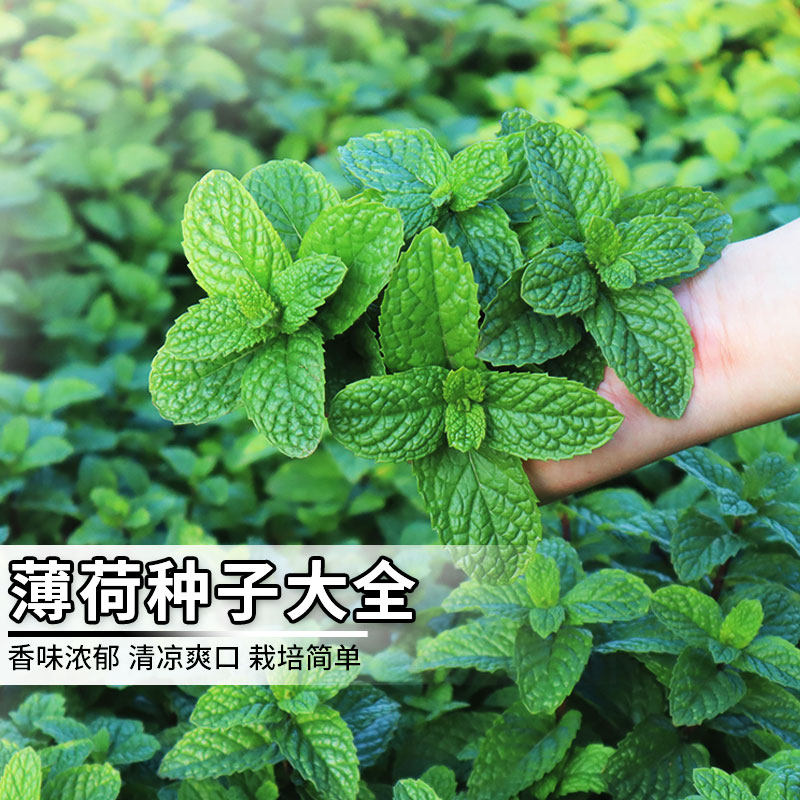 可食用薄荷种子大全盆栽猫薄荷四季香草柠檬薄荷苗种籽驱蚊草种孑