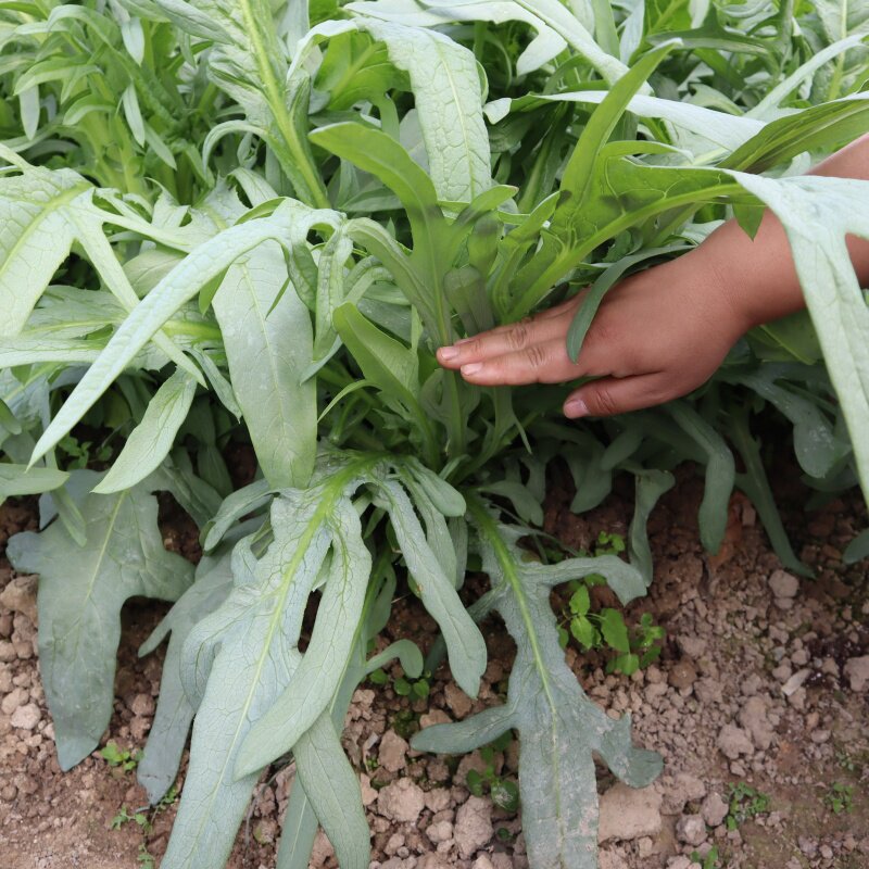 花芽甜麦菜种子四季野生苦荬菜苦麻菜种籽甜唛菜盆栽农家蔬菜种孑
