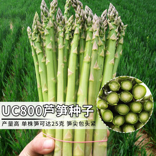 UC800绿芦笋种孑老品种四季 蔬菜种子 盆栽四季 种籽阳台春夏季