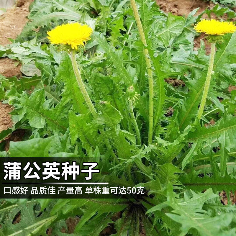 野生蒲公英种子北农一号婆婆丁的种孑种籽四季种植药用食用多年生