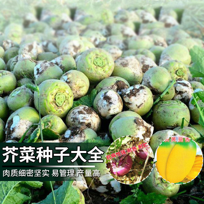 光头芥菜种子阳台盆辣疙瘩腌渍大叶四季蔬菜种孑黄长红圆蔓菁种籽