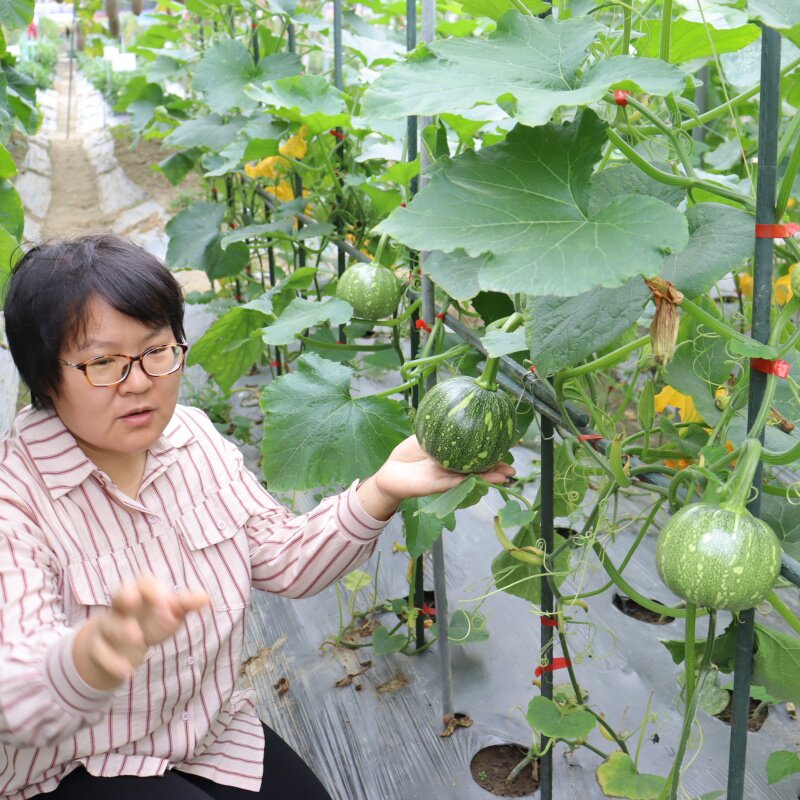 珍珠四号南瓜种子一串玲种籽早生南瓜籽农家四季蔬菜种孑嫩南瓜种