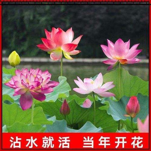 水培碗莲种籽子四季睡莲荷花水养植物种藕缸养盆栽铜钱草草籽种孑