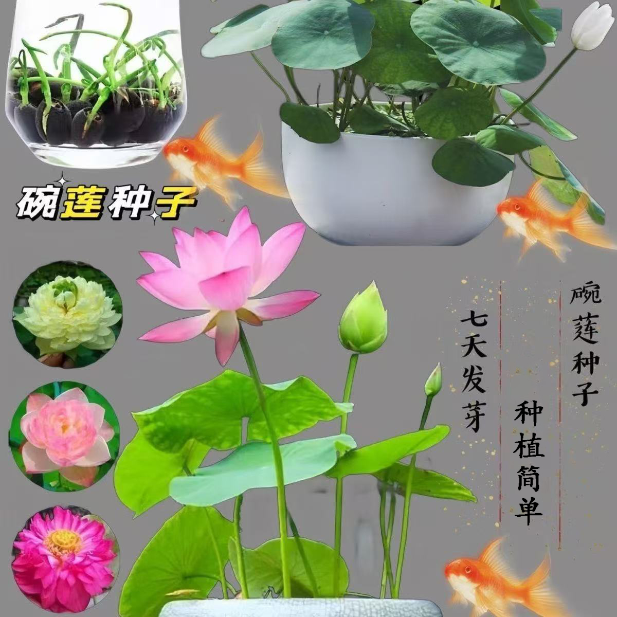 水培碗莲种籽子四季睡莲荷花水养植物种藕缸养盆栽铜钱草草籽种孑