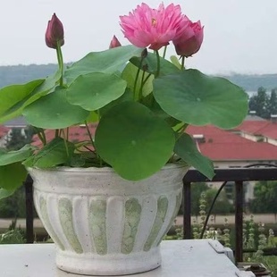 饰绿植盆栽植物户外四季 正宗水培碗莲种子迷你莲花荷花种子装 开花