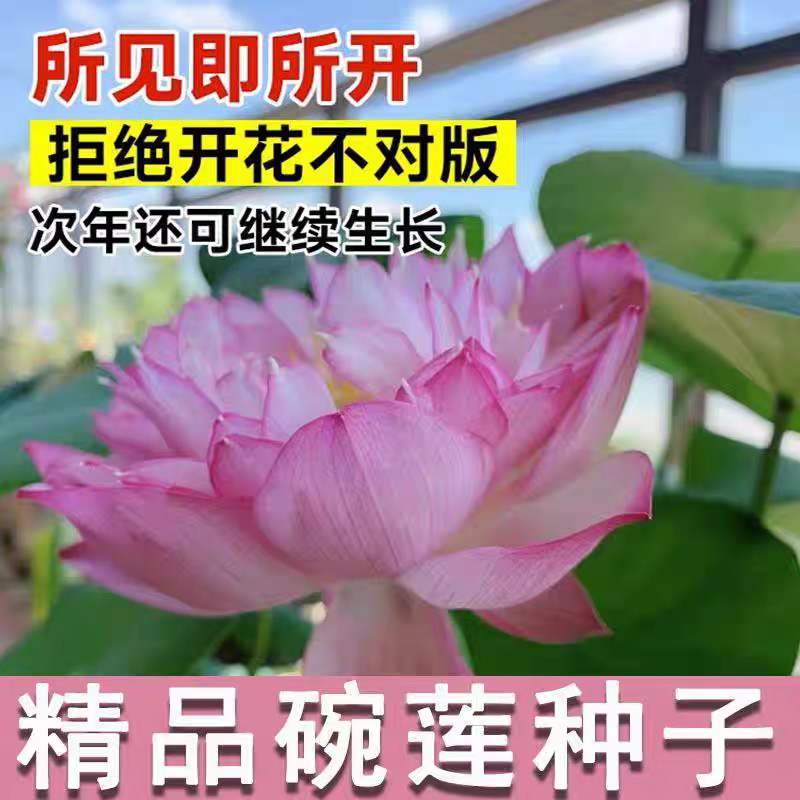 水培碗莲种籽子四季睡莲荷花水养植物种藕缸养盆栽铜钱草草籽种孑