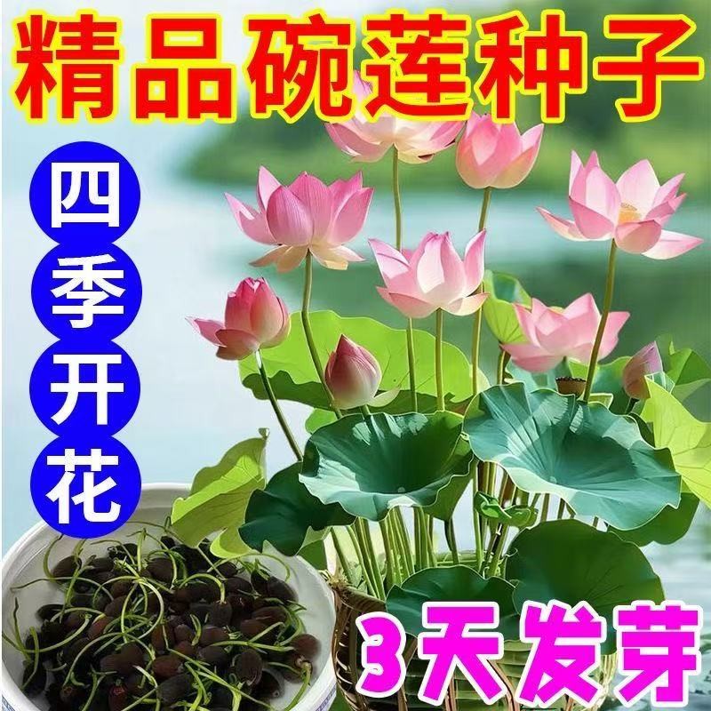 水培碗莲种籽子四季睡莲荷花水养植物种藕缸养盆栽铜钱草草籽种孑