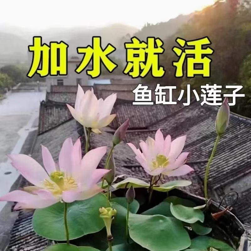 【水培开花】莲花懒人水养四季开花碗莲水培植物荷花阳台和鱼共养