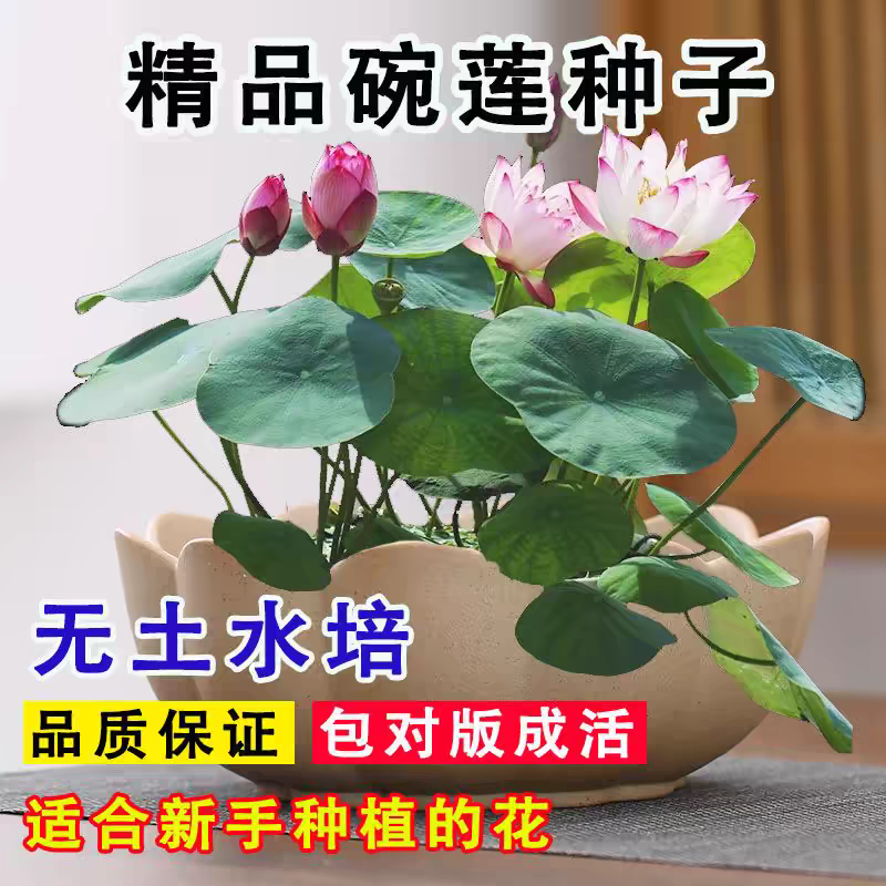 水培碗莲种籽子四季睡莲荷花水养植物种藕缸养盆栽铜钱草草籽种孑