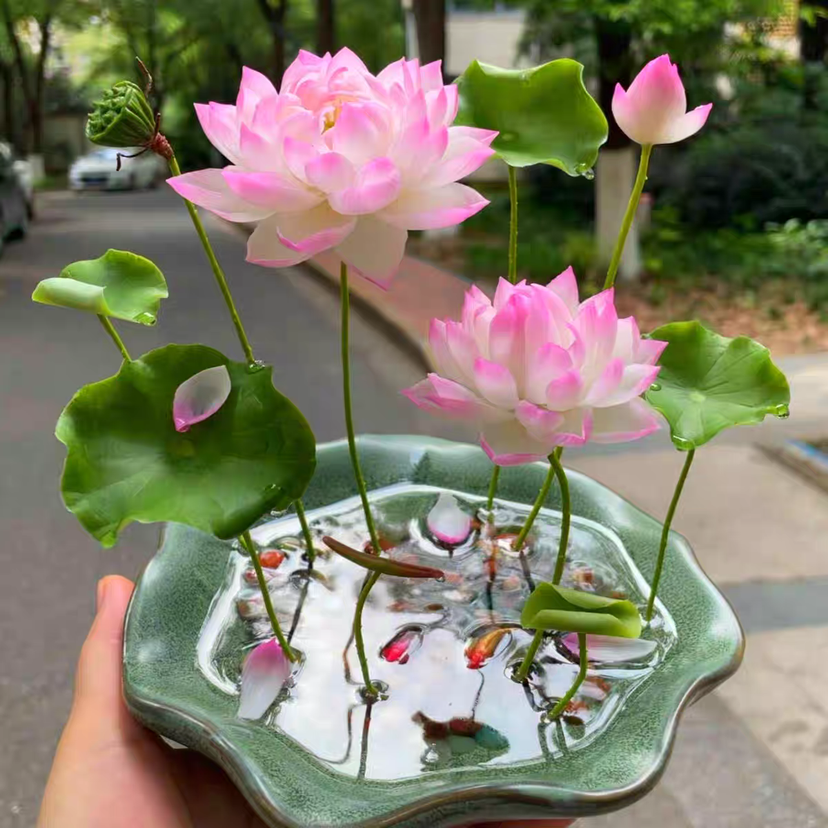 水培碗莲种籽子四季睡莲荷花水养植物种藕缸养盆栽铜钱草草籽种孑