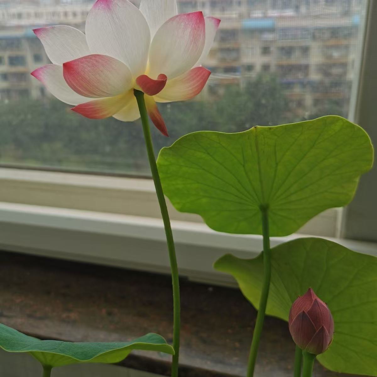 水培碗莲种籽子四季睡莲荷花水养植物种藕缸养盆栽铜钱草草籽种孑