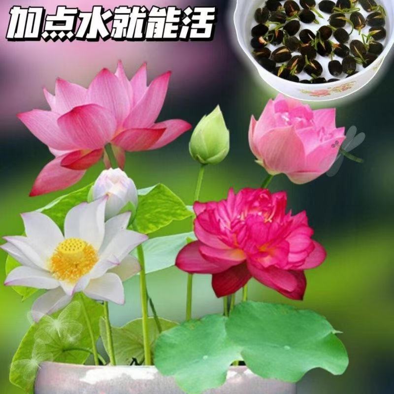 水培碗莲种籽子四季睡莲荷花水养植物种藕缸养盆栽铜钱草草籽种孑
