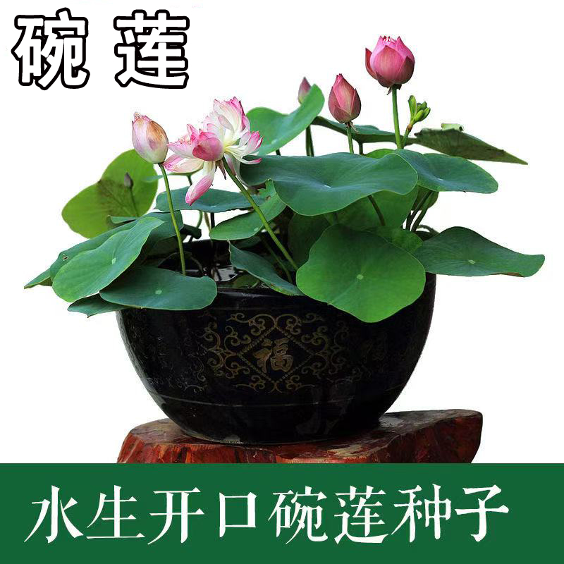 水培碗莲种籽子四季睡莲荷花水养植物种藕缸养盆栽铜钱草草籽种孑