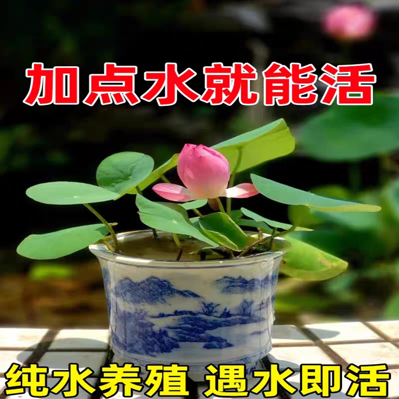 水培碗莲种籽子四季睡莲荷花水养植物种藕缸养盆栽铜钱草草籽种孑