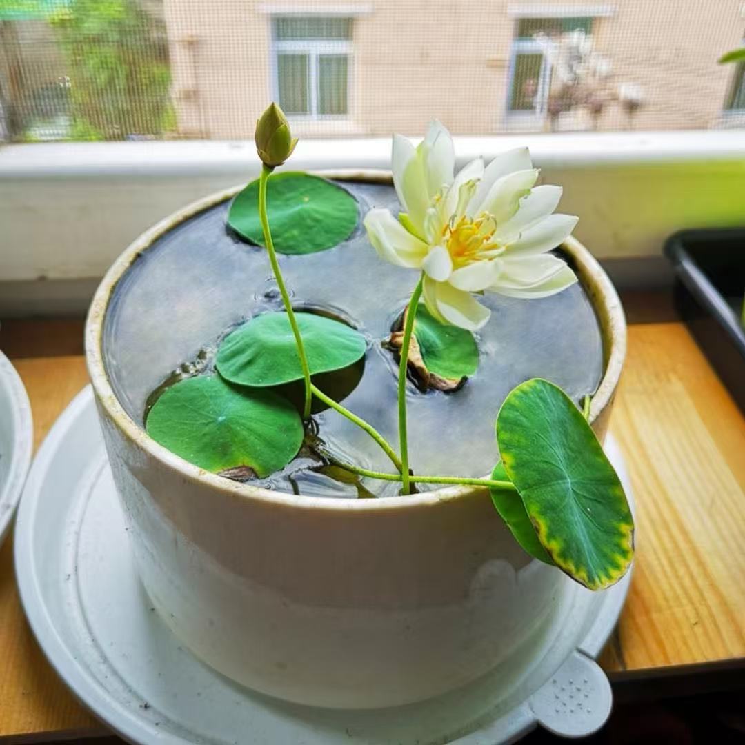 水培碗莲种籽子四季睡莲荷花水养植物种藕缸养盆栽铜钱草草籽种孑