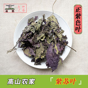 秦岭高山 农家自采紫苏叶赤苏叶香桂苏叶250克药材回阳草寒湿泡茶