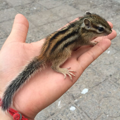 公仔宠物玩偶金花鼠宠物温顺花鼠包活异宠玩偶鼠花鼠毛绒小松鼠