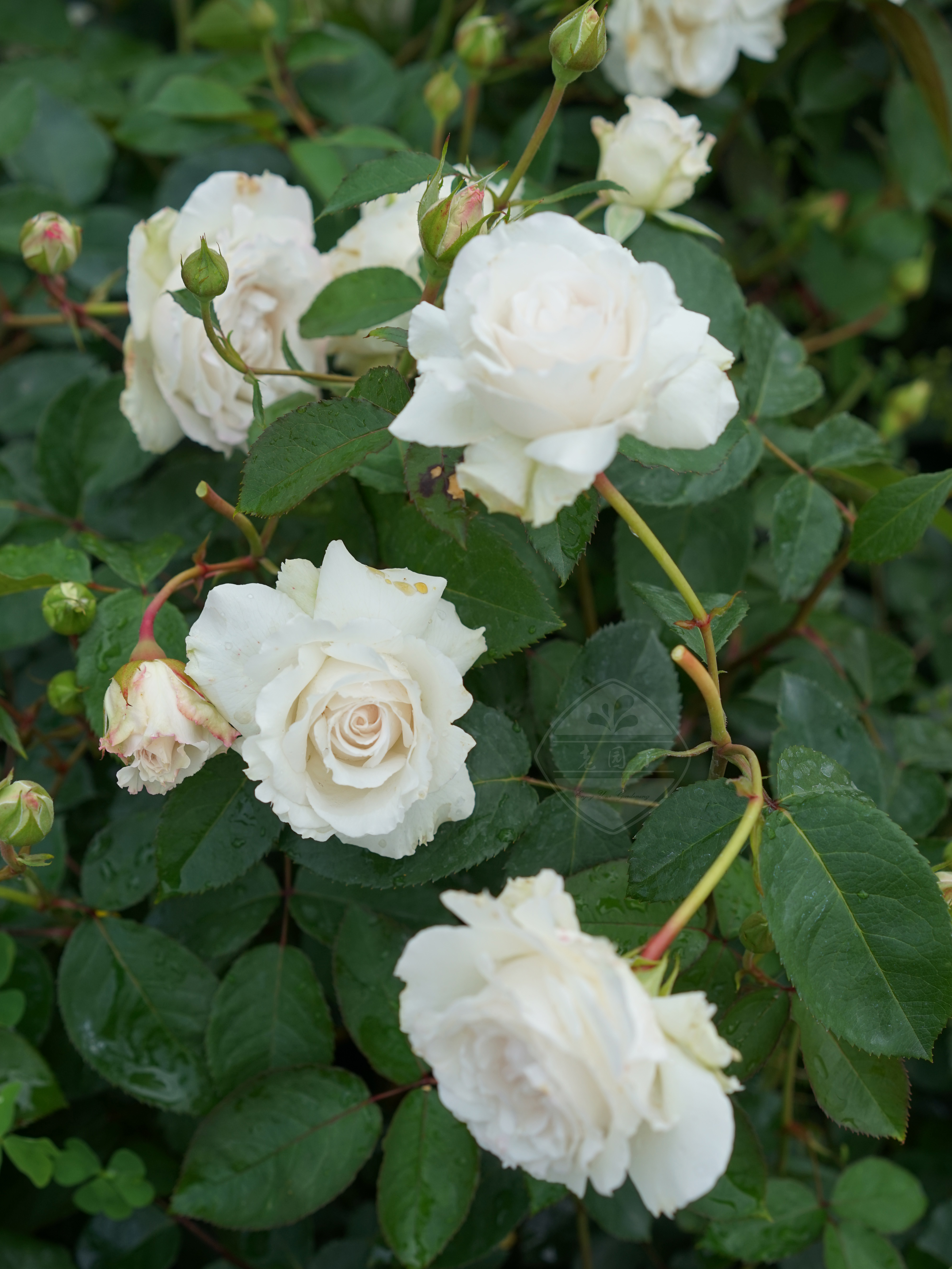 老园丁信念白色灌木月季庭院盆栽