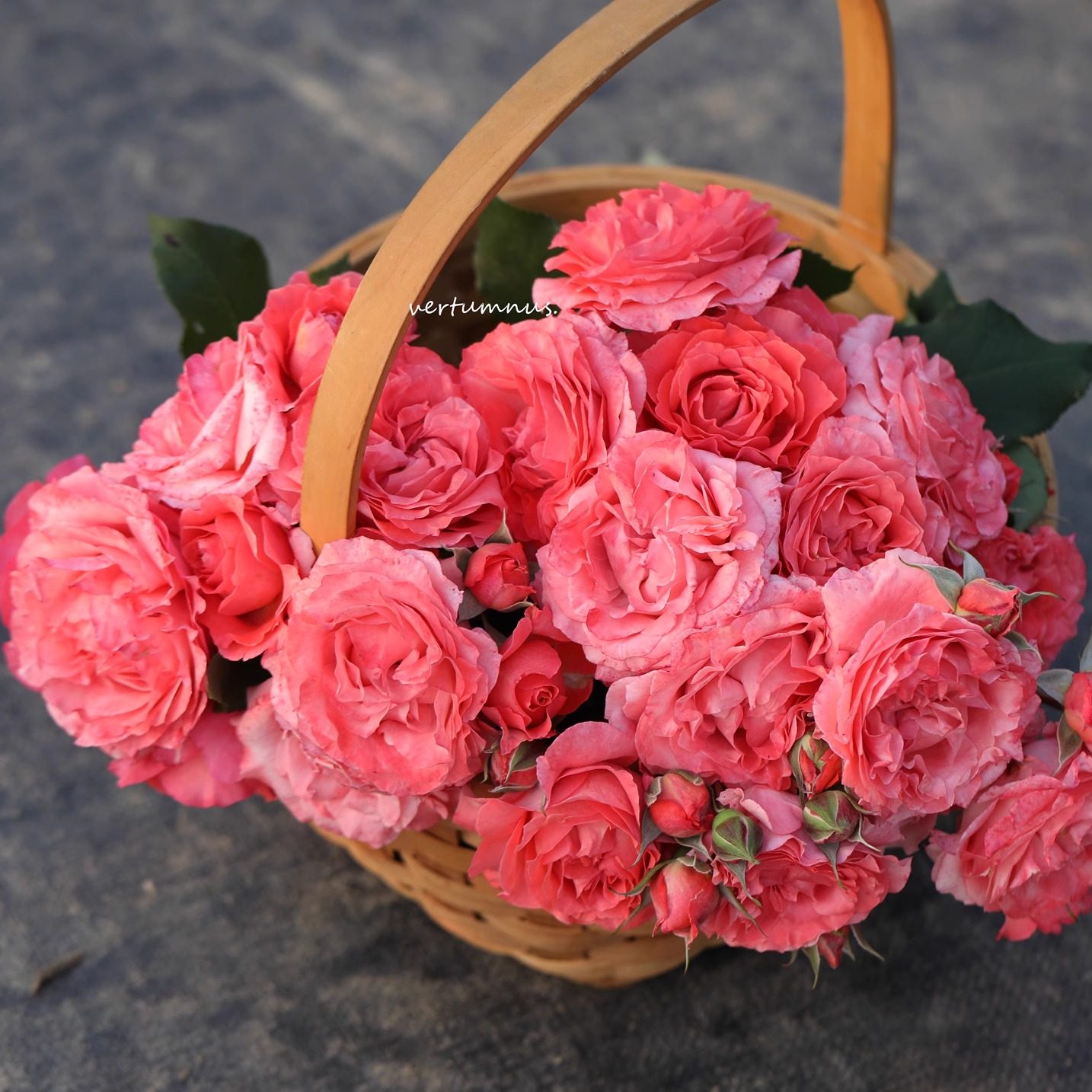 灌木根接3.5L苗大公夫人安索菲比克花宫娜莫奈老园丁庭院盆栽月季,鲜花速递/花卉仿真/绿植园艺,月季/蔷薇/玫瑰,淘宝优惠券,粉丝福利购,淘宝优惠卷