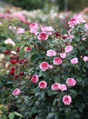 灌木根接大苗瑞典女王詹尼斯大地主乡愁橙色未来老园丁月季盆栽