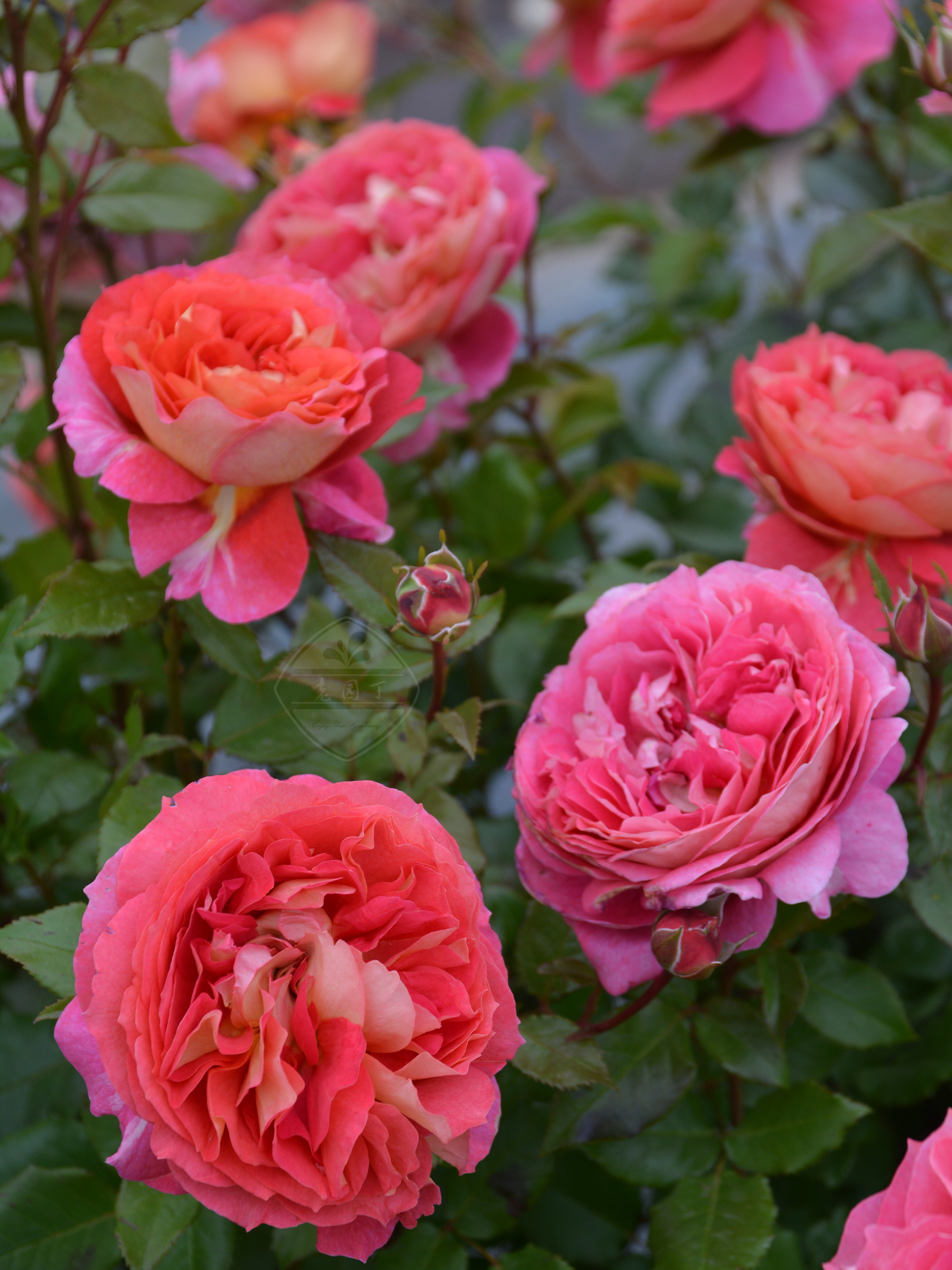 木村卓功授权 阿尔戈英雄橙色灌木月季老园丁月季盆栽花卉庭院,鲜花速递/花卉仿真/绿植园艺,月季/蔷薇/玫瑰,淘宝优惠券,粉丝福利购,淘宝优惠卷