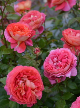 木村卓功授权 阿尔戈英雄橙色灌木月季老园丁月季盆栽花卉庭院