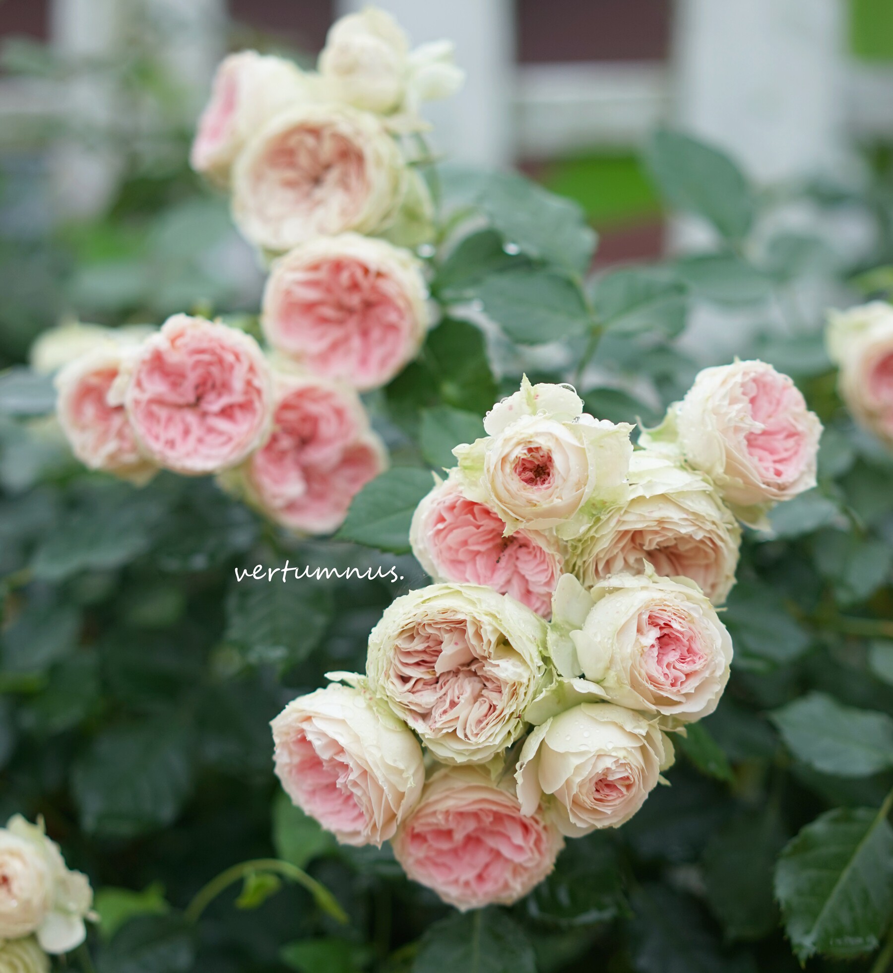 绒球门廊 p11盆 丰花刺多 生长较慢 耐热耐开 老园丁庭院盆栽月季