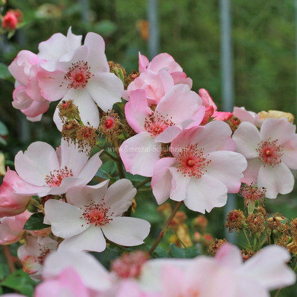 灌木根接3.5L苗佩尔朱克玛努梅昂喀秋莎羽毛老园丁庭院盆栽月季