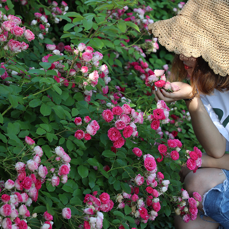 天狼月季授权藤本胭脂扣小苗小花群开老园丁庭院盆栽楼顶爬藤月季