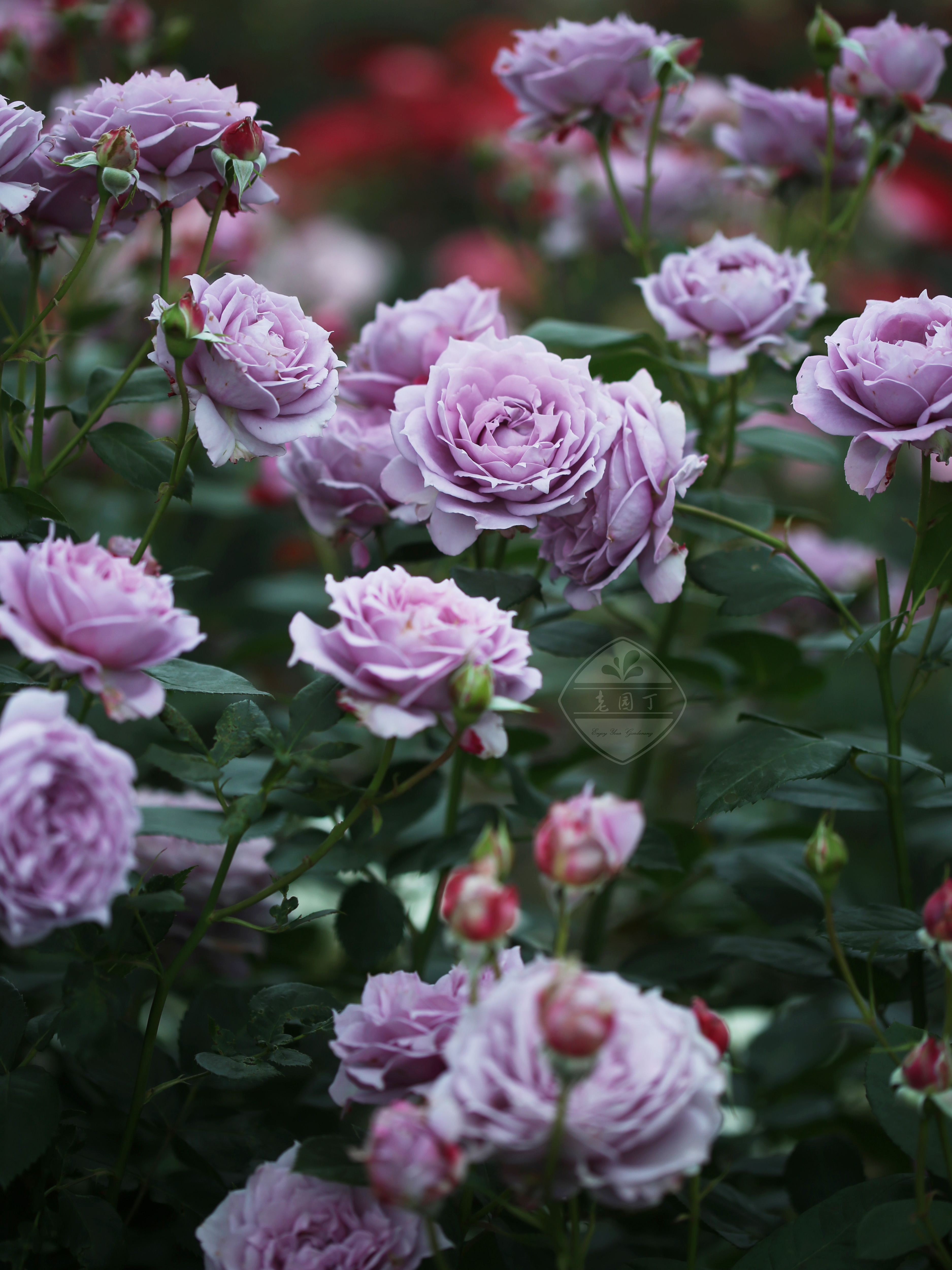 花园月季盆栽灌木老园丁