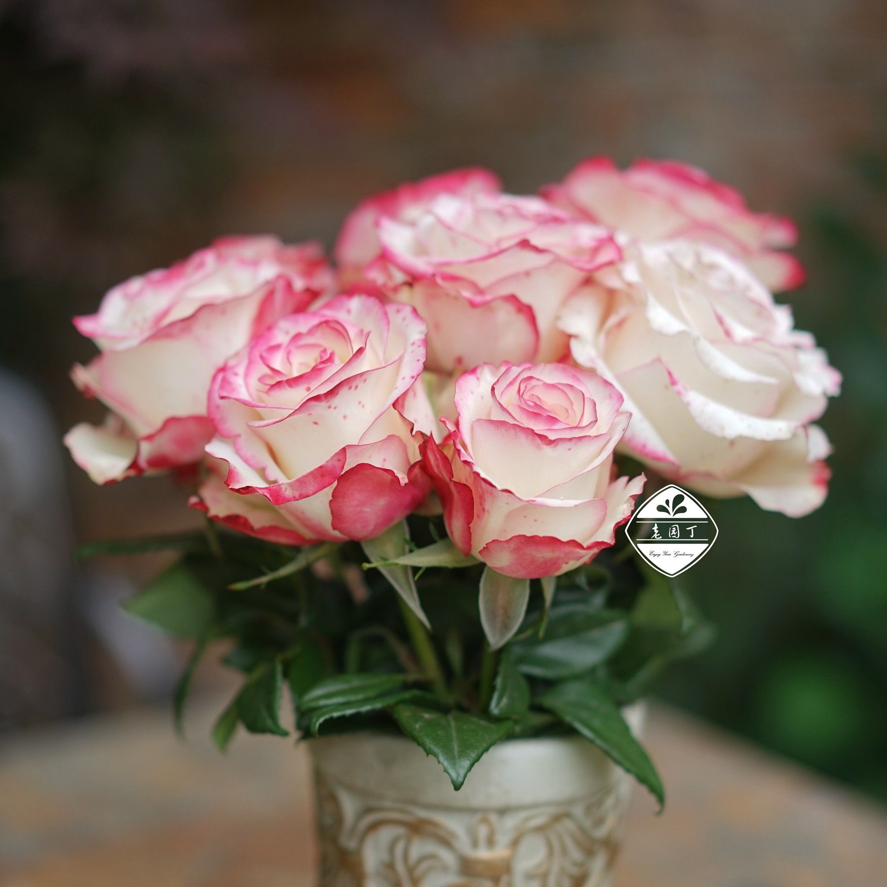 灌木月季中苗学院魅力波浪火热巧克力真彩詹尼斯庭院花卉