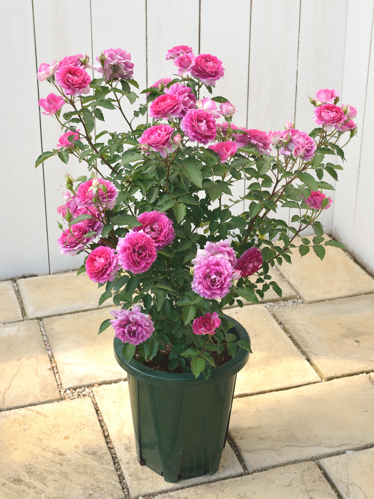 木村卓功授权 天方夜谭 勤花抗病强香大花 老园丁庭院月季盆栽,鲜花速递/花卉仿真/绿植园艺,月季/蔷薇/玫瑰,淘宝优惠券,粉丝福利购,淘宝优惠卷