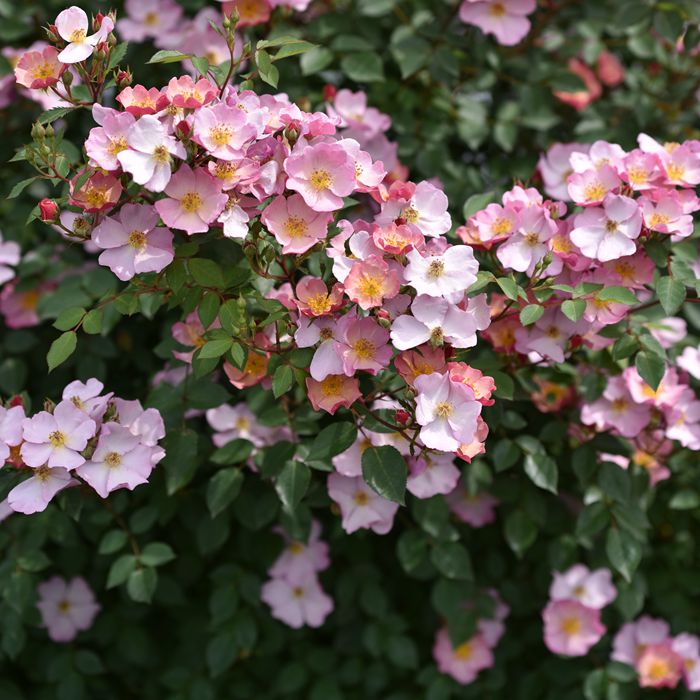 木村卓功授权 糖果罐根接小苗粉色丰花灌木老园丁庭院月季盆栽