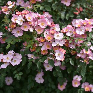 木村卓功授权 糖果罐根接小苗粉色丰花灌木老园丁庭院月季盆栽