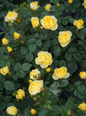 阳台系列 飞溅果汁阳台海神王冥王星 矮小丰花新手老园丁阳台盆栽