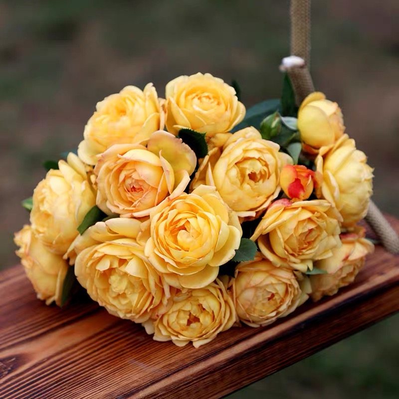 天狼月季授权倾慕3.5L黄色藤本攀爬种老园丁庭院地栽根接