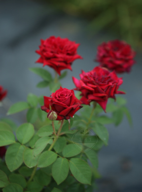 红丘小苗 高级感红色灌木品种 强香直立大花 老园丁盆栽月季推荐