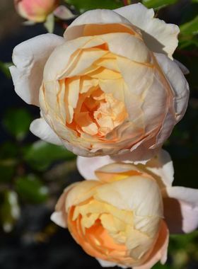 木村卓功授权 香槟根接小苗 橙色切花老园丁庭院月季盆栽花卉