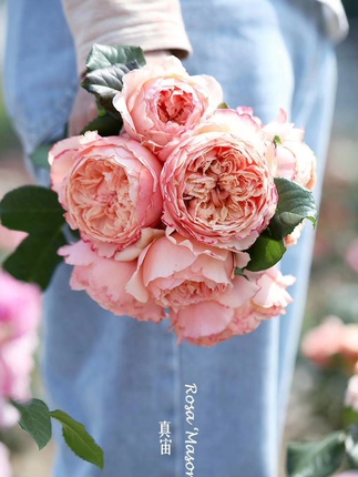 True Cosmos Shrub Rose, Orange-Pink, Strong Fragrance, Abundant Blooming, Heat-Resistant, Old Gardener's Garden Potted Flower